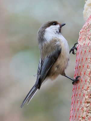 Bruinkopmees (Siberian Tit)