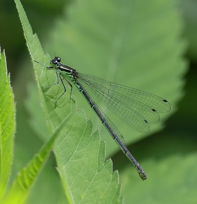 Libellen en Waterjuffers (Dragonflies and Damselflies)