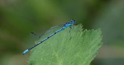 Azuurwaterjuffer (Coenagrion puella) - Azure Damselfly