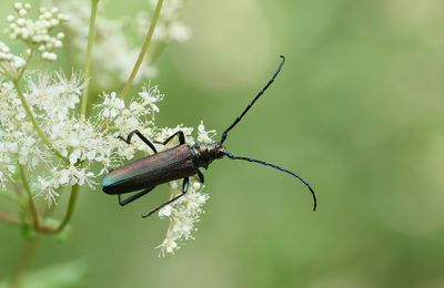 Muskusboktor (Aromia moschata) - Musk Beetle
