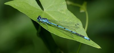 Azuurwaterjuffer (Coenagrion puella) - Azure Damselfly