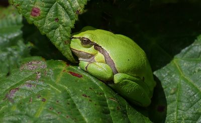 Europese Boomkikker (European Tree Frog)