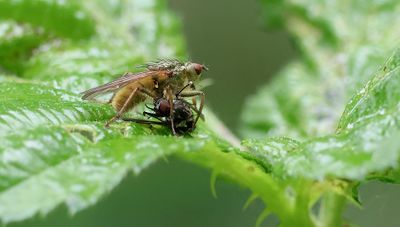 Strontvlieg (Scathophaga stercoraria) - Yellow Dung Fly