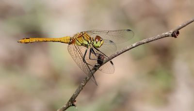 Bloedrode Heidelibel (Sympetrum sanguineum) - Ruddy Darter 