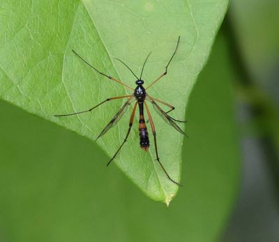 Viervlekglansmug (Ptychoptera contaminata)