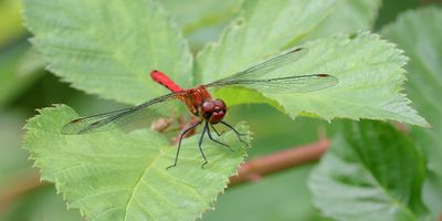 Bloedrode Heidelibel (Sympetrum sanguineum) - Ruddy Darter