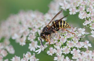 Insekten (Insects )