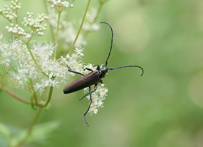 Muskusboktor (Aromia moschata) - Musk Beetle