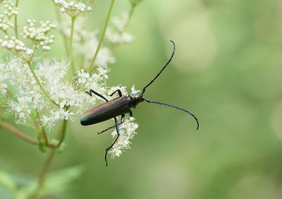 Muskusboktor (Aromia moschata) - Musk Beetle