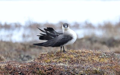 Kleine Jager (Arctic Skua)
