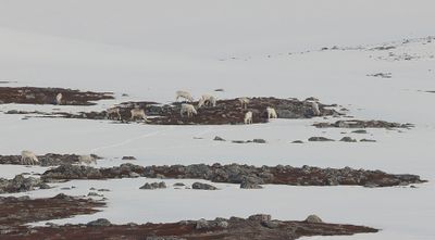 Rendieren (Reindeer) op de toendra