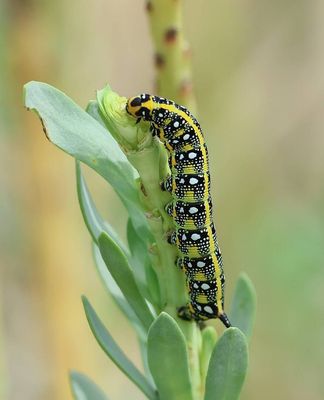 Wolfsmelkpijlstaart (Hyles euphorbiae) - Spurge Hawk-moth