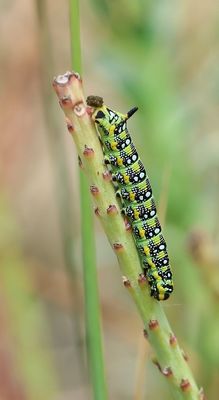 Wolfsmelkpijlstaart (Hyles euphorbiae) - Spurge Hawk-moth