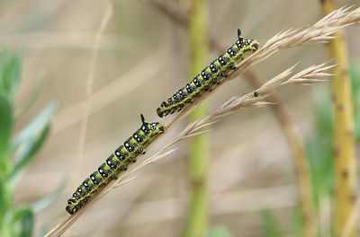 Wolfsmelkpijlstaart (Hyles euphorbiae) - Spurge Hawk-moth