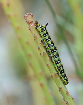 Wolfsmelkpijlstaart (Hyles euphorbiae) - Spurge Hawk-moth