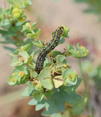 Wolfsmelkpijlstaart (Hyles euphorbiae) - Spurge Hawk-moth