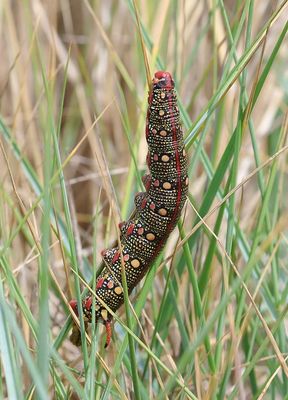 Wolfsmelkpijlstaart (Hyles euphorbiae) - Spurge Hawk-moth
