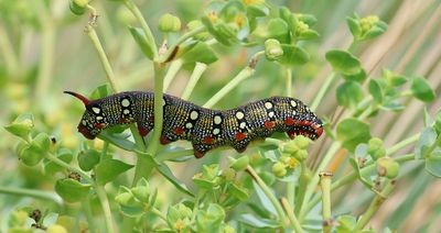 Wolfsmelkpijlstaart (Hyles euphorbiae) - Spurge Hawk-moth