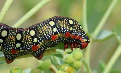 Wolfsmelkpijlstaart (Hyles euphorbiae) - Spurge Hawk-moth
