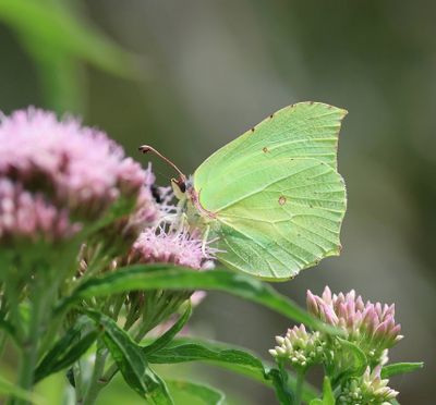 Citroenvlinder (Gonepteryx rhamni) - Common Brimstone