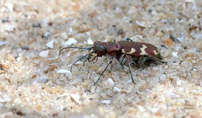 Bastaardzandloopkever (Cicindela hybrida) - Northern Dune Tiger Beetle