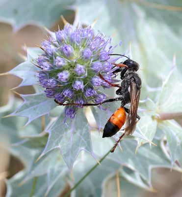 Sabelsprinkhanendoder (Sphex funerarius) - Golden Digger Wasp