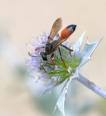 Sabelsprinkhanendoder (Sphex funerarius) - Golden Digger Wasp