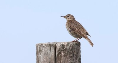 Graspieper (Meadow Pipit)
