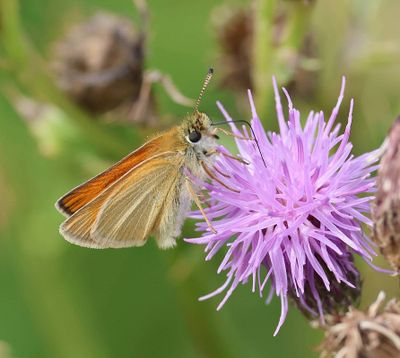 Zwartsprietdikkopje (Thymelicus lineola) - Essex skipper