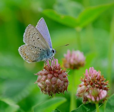 Icarusblauwtje (Polyommatus icarus) - Common blue