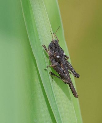 Zanddoorntje (Tetrix ceperoi) - Cepero's groundhopper