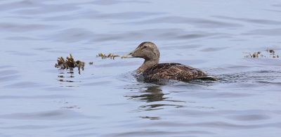 Eider (Common Eider)