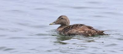 Eider (Common Eider)