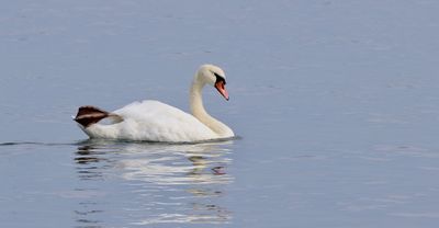 Knobbelzwaan (Mute Swan)
