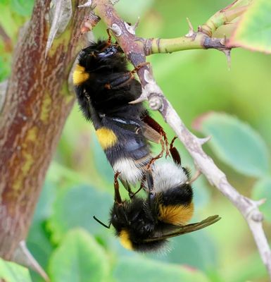 Aardhommel (Bombus terrestris) - Buff-tailed Bumblebee