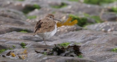 Oeverloper (Common Sandpiper)