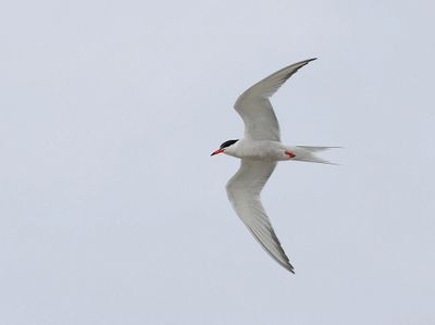 Visdief (Common Tern)