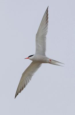 Visdief (Common Tern)