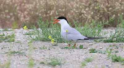 Visdief (Common Tern)