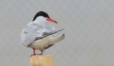 Visdief (Common Tern)