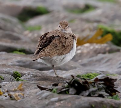 Oeverloper (Common Sandpiper)