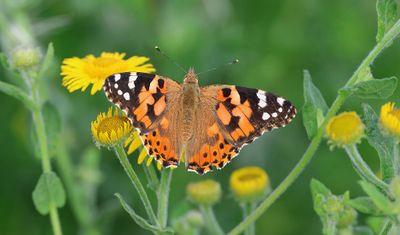 Distelvlinder (Vanessa cardui) - Painted Lady