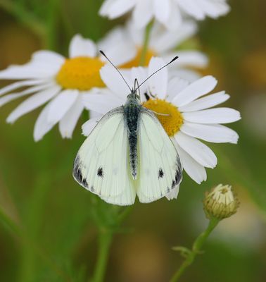 Vlinders (Butterflies)
