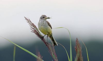 Gele Kwikstaart (Yellow Wagtail)