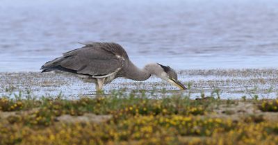 Blauwe Reiger (Grey Heron)