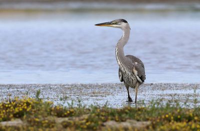 Blauwe Reiger (Grey Heron)