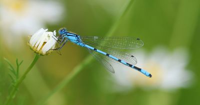Watersnuffel (Enallagma cyathigerum) - Common Blue Damselfly