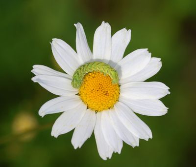 Kamillevlinder (Cucullia chamomillae) - Chamomile Shark
