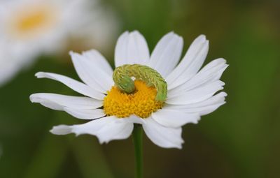Kamillevlinder (Cucullia chamomillae) - Chamomile Shark