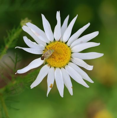 Insekten (Insects )